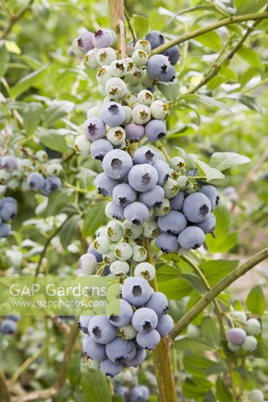 Blueberry - Vaccinium corymbosum 'Bluecrop'