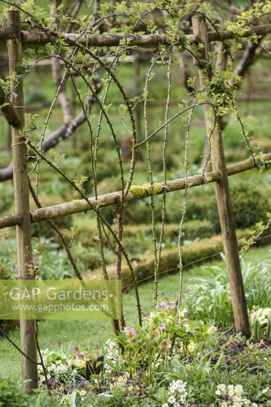 Climbing rose tied in to a rustic framework of wooden poles at Cerney House Gardens in March
