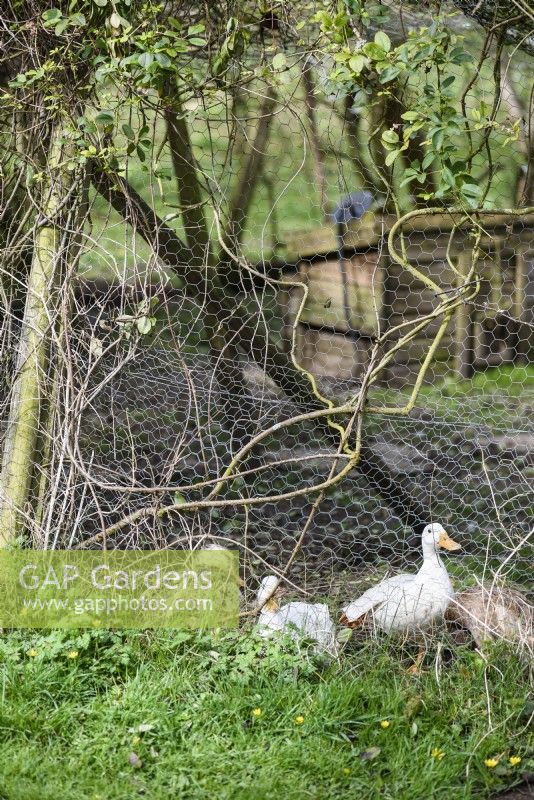 Ducks in a pen 