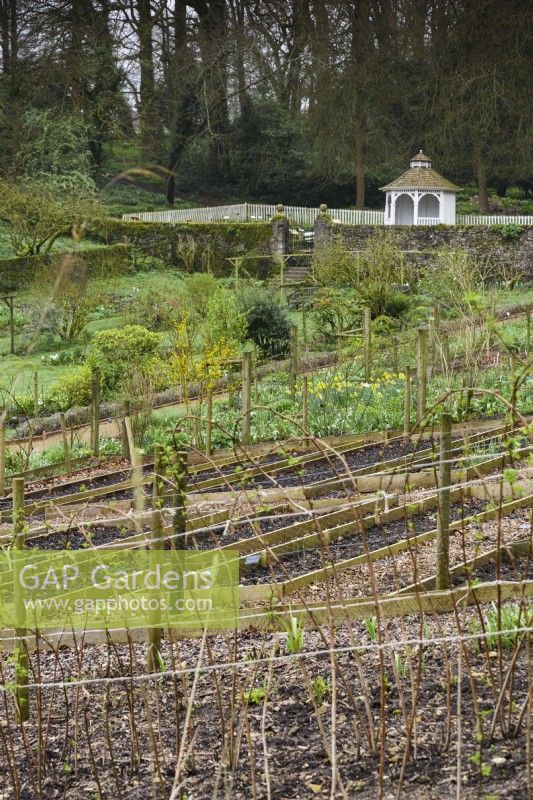 Raspberry canes tied to a framework in the walled garden at Cerney House in March