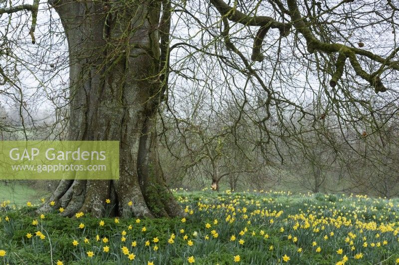 Naturalised daffodils surround an old tree at Cerney House Gardens, Gloucestershire in March