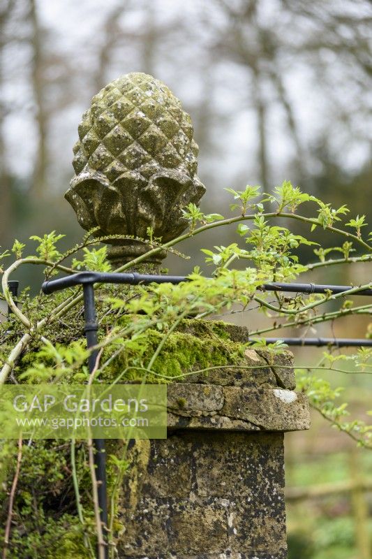 Pineapple finial on a gate post at Cerney House Gardens in March