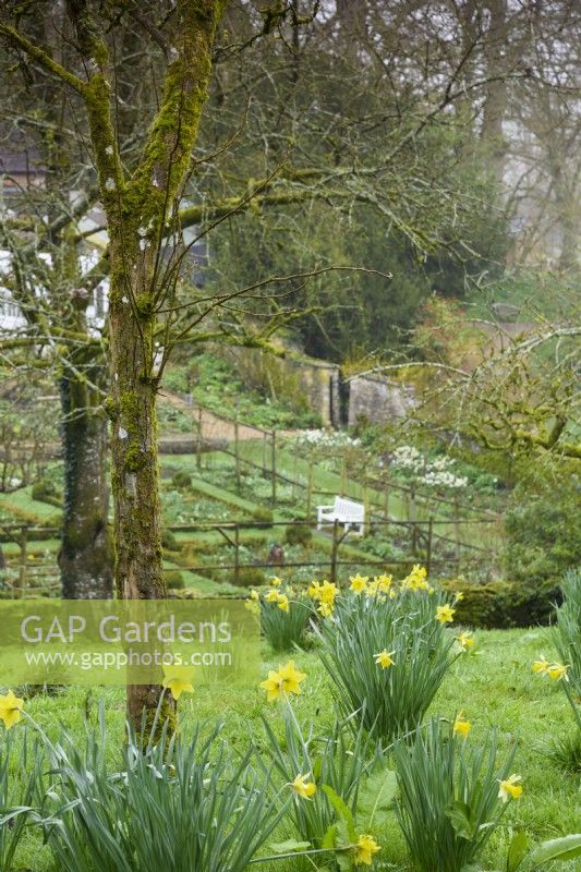 Daffodils on slopes below fruit trees above the walled garden at Cerney House Gardens in spring