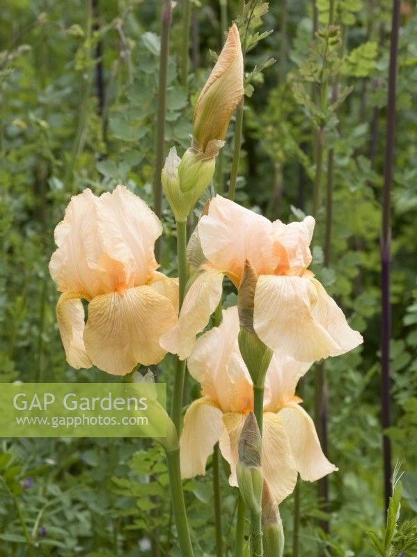 Iris germanica 'Apricot Silk'