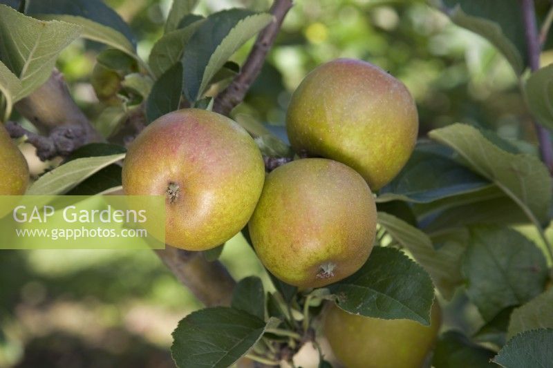Apple - Malus domestica 'Ashmead's Kernel'