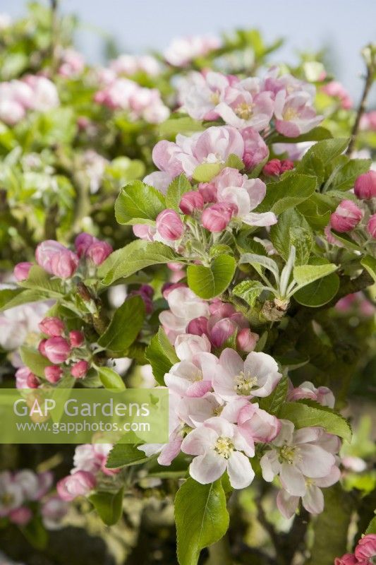 Apple blossom - Malus domestica 'Rosemary Russet'