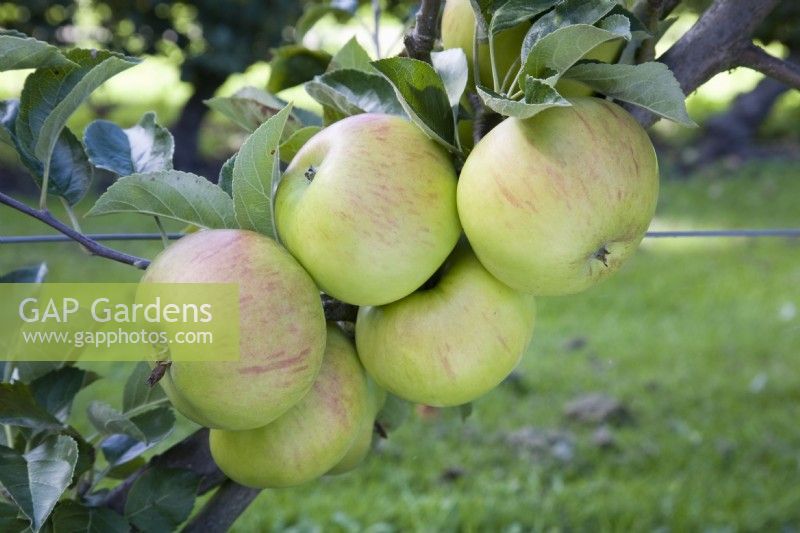 Apple - Malus domestica 'Bountiful'