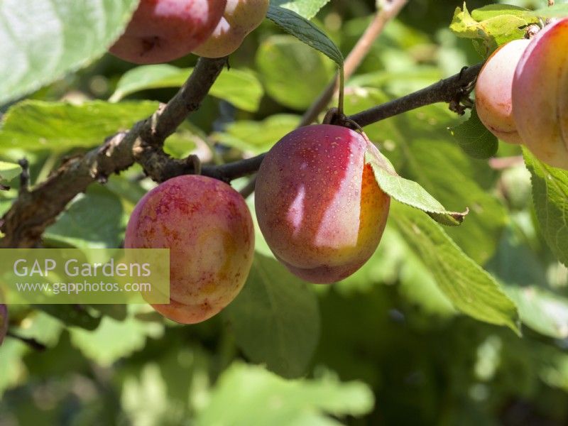 Prunus domestica subsp. domestica Avalon, summer July