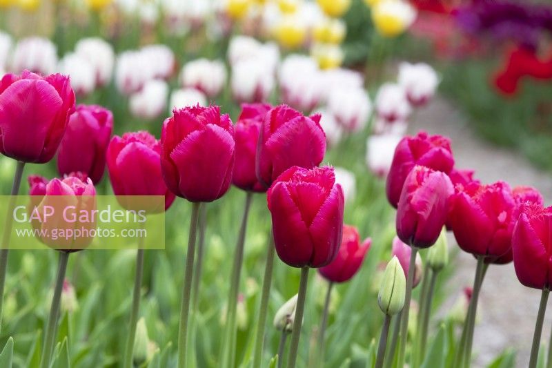 Tulipa 'Arc de Triomphe' - Fringed Tulip