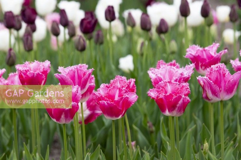 Tulipa 'Fancy Frills' - Fringed Tulip