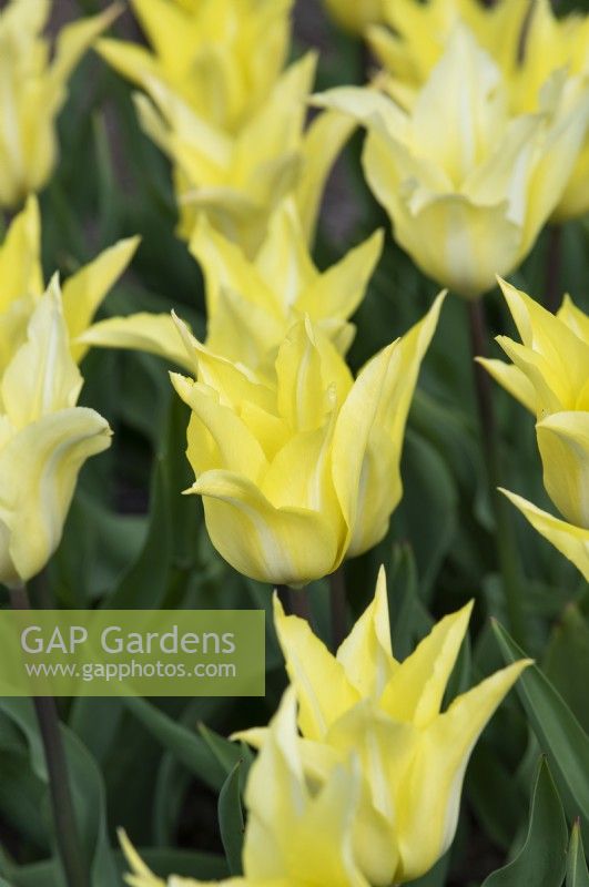 Tulipa 'Florijn Chic' - Lily Flowered Tulip