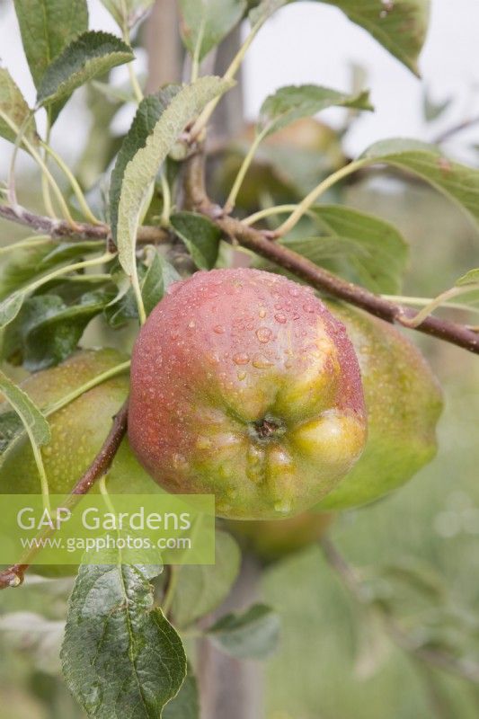 Apple - Malus domestica 'Cornish Gilliflower'