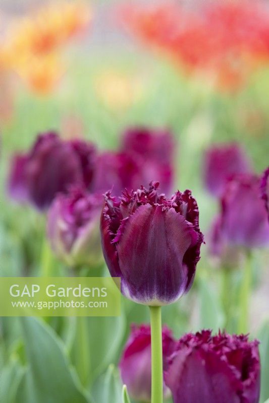 Tulipa 'Purple Crystal' - Fringed Tulip