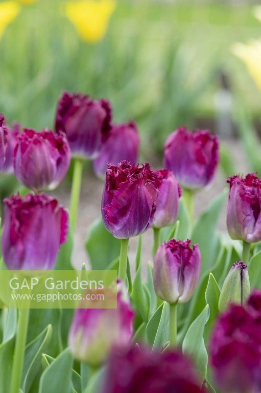Tulipa 'Purple Crystal' - Fringed Tulip