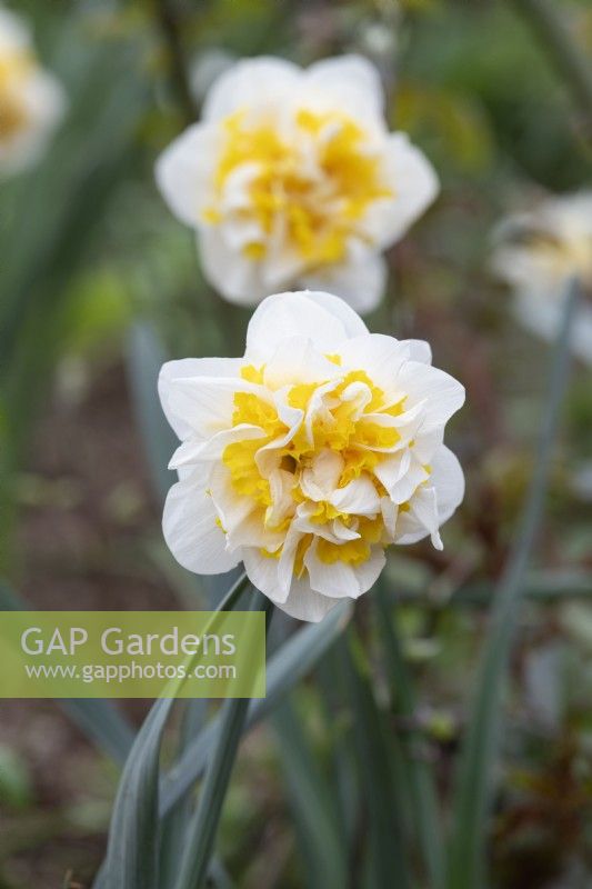 Narcissus 'Westward' - Daffodil