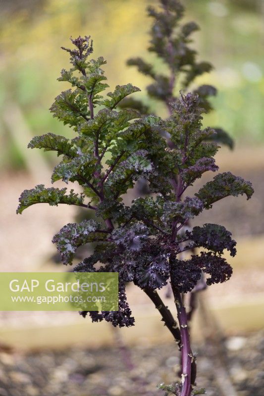 Purple kale Redbor 