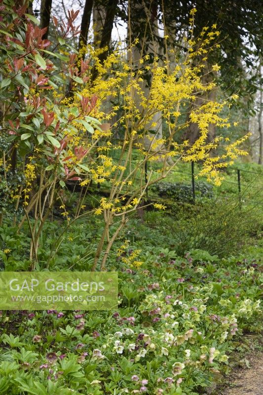 Forsythia underplanted with hellebores at Cerney House Gardens in March