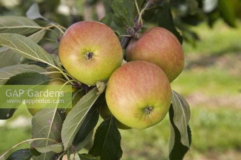 Apple - Malus domestica 'Falstaff'