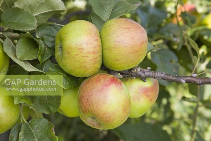 Apple - Malus domestica 'Lane's Prince Albert'