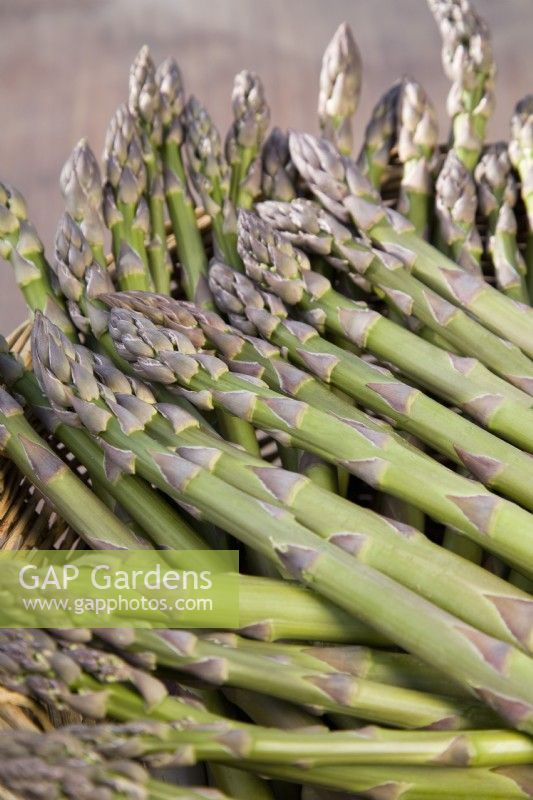 Asparagus spears in a basket - Asparagus officinalis 'Guelph Millenium'