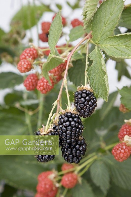 Blackberry - Rubus fruticosus 'Apache'