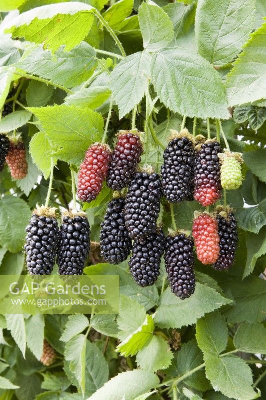 Blackberry - Rubus fruticosus 'Karaka Black'