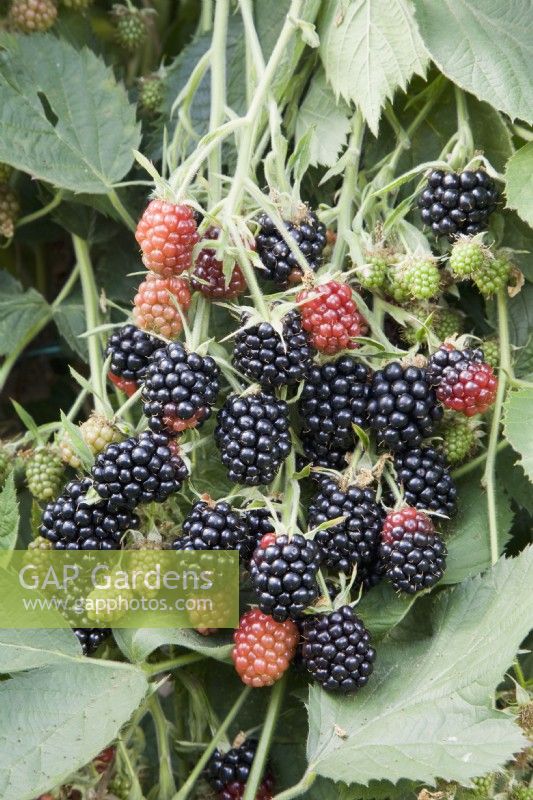 Blackberry - Rubus fruticosus 'Loch Maree'