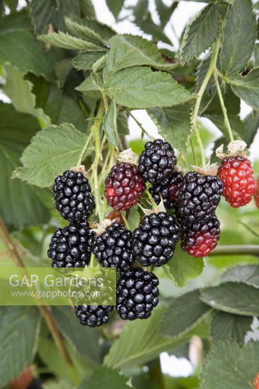 Blackberry - Rubus fruticosus 'Ouachita'