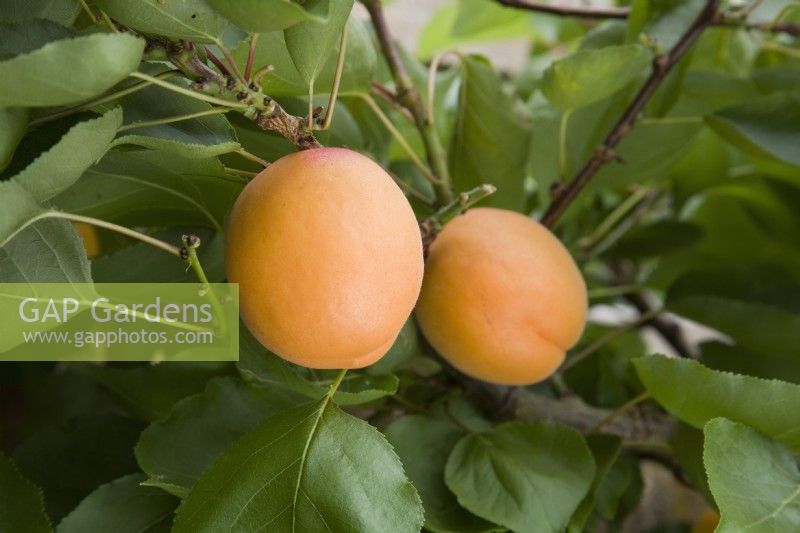 Apricot - Prunus armeniaca 'Flavorcot' syn. 'Bayoto'