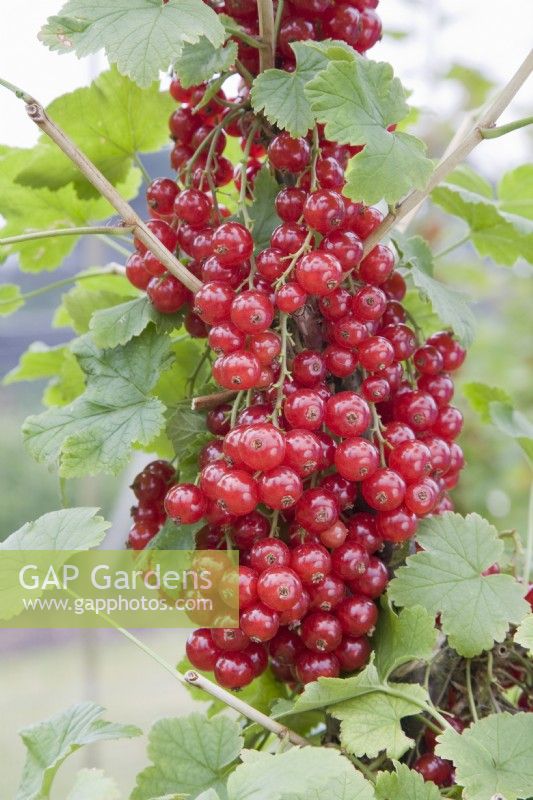 Redcurrant - Ribes rubrum 'Junifer'