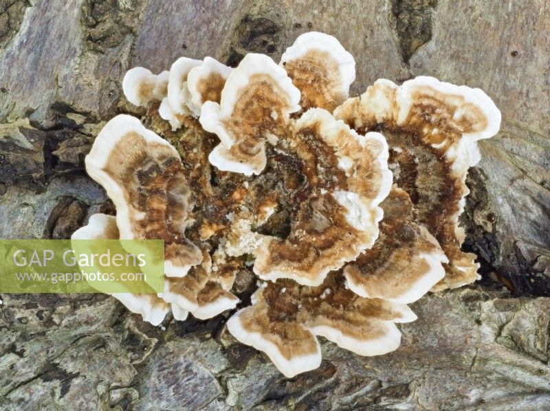 Trametes versicolor - turkey tail fungus on tree stump