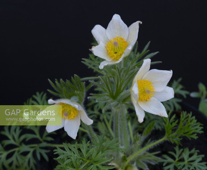 Pulsatilla vulgaris 'Alba' - White Pasque Flower
