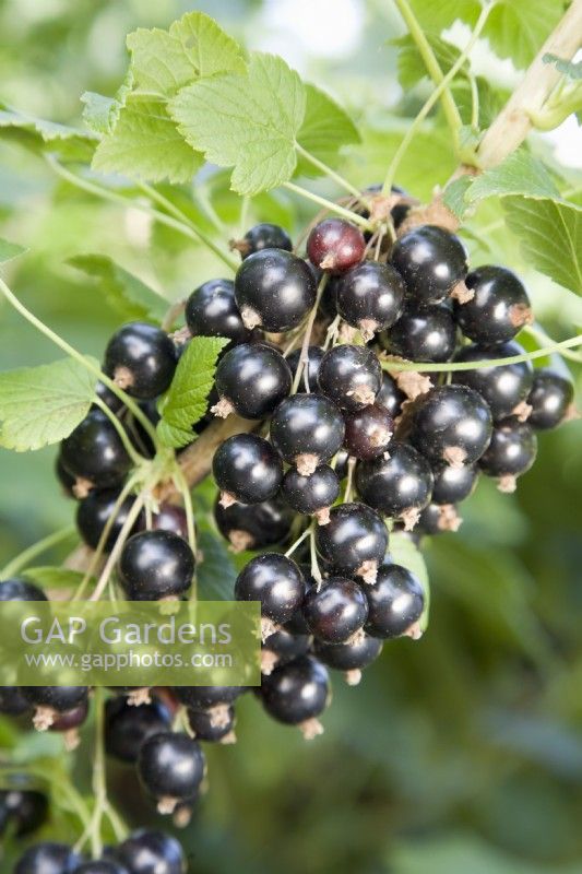 Blackcurrant - Ribes nigrum 'Ben Connan'