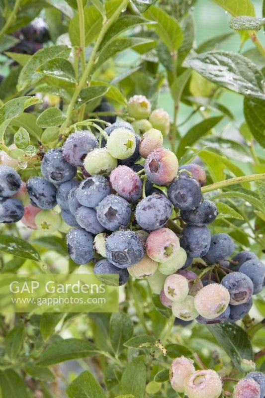 Blueberry - Vaccinium corymbosum 'Ozarkblue'