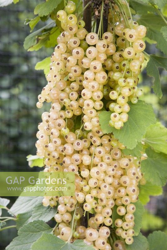 Whitecurrant - Ribes rubrum 'Blanka'
