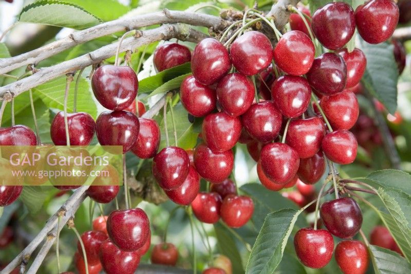 Sweet Cherry - Prunus avium 'Kordia'