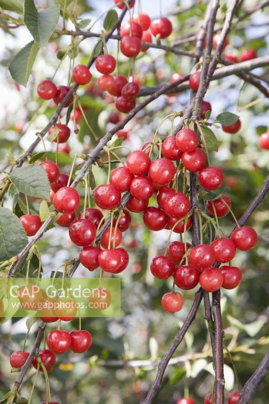 Acid Cherry - Prunus cerasus 'Morello' 