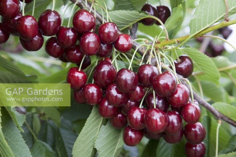 Sweet Cherry - Prunus avium 'Regina'