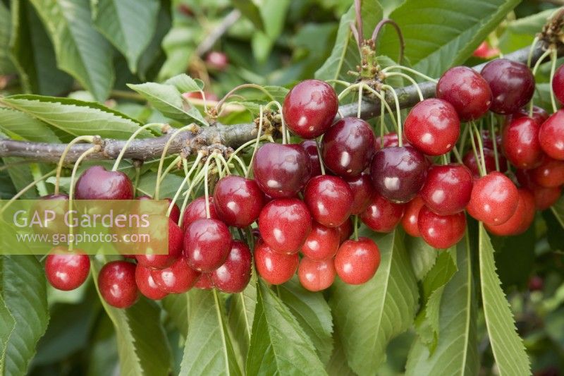 Sweet Cherry - Prunus avium 'Stella'