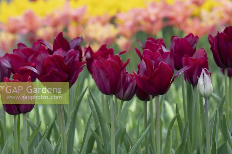 Tulipa 'Merlot' - Lily Flowered Tulip