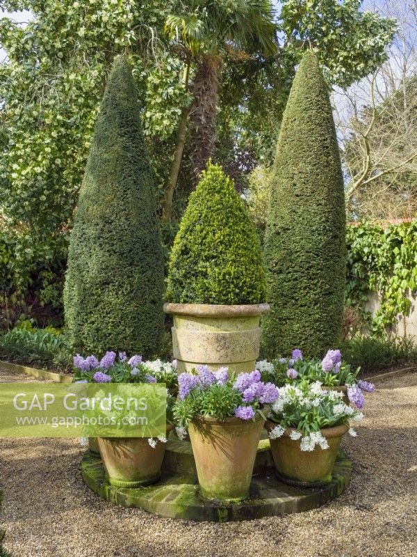 Containers with Hyacinths and clipped yews