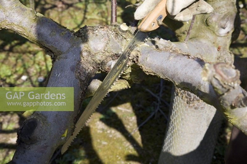 Removing canker on apple tree