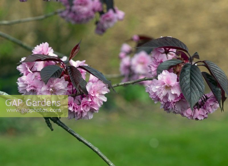 Prunus 'Royal Burgundy', April Spring