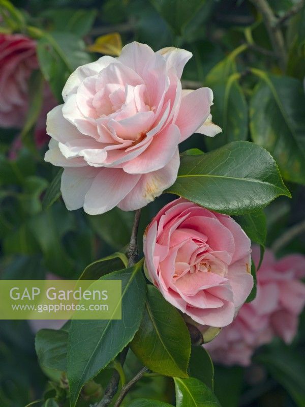 Camellia japonica 'Tiffany' April