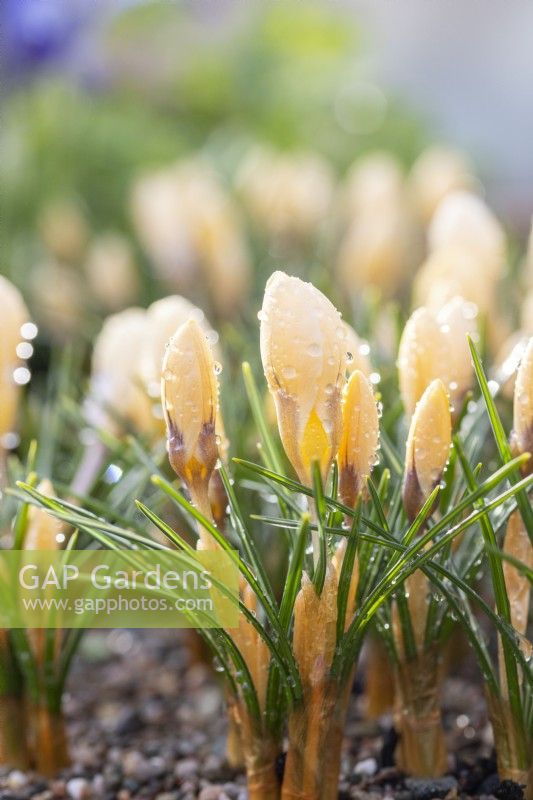Crocus chrysanthus 'Romance' with morning dew