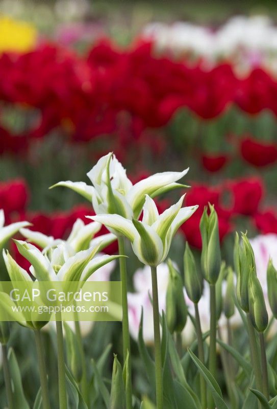 Tulipa 'Greenstar' - Fringed Tulip