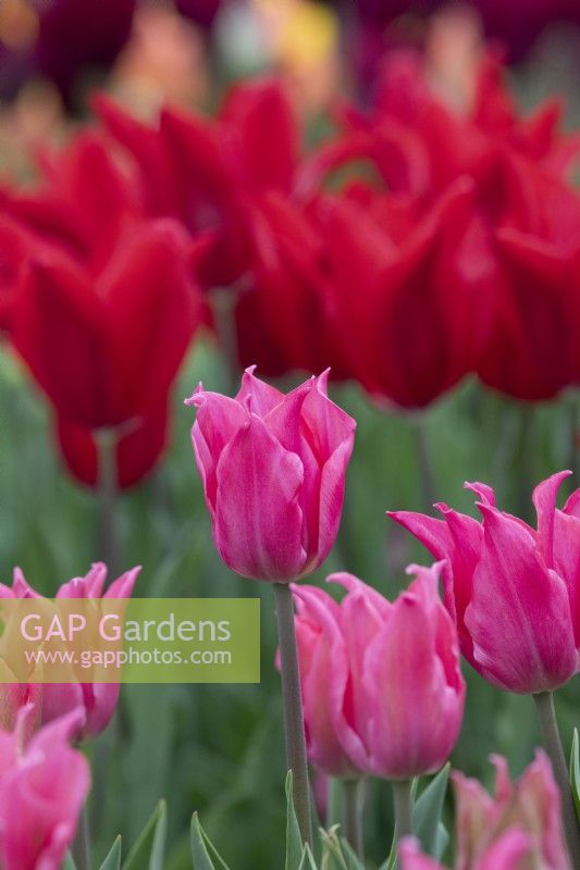 Tulipa 'Pretty Love' - Lily Flowered Tulip