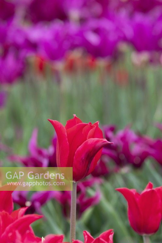 Tulipa 'Pretty Woman' - Lily Flowered Tulip