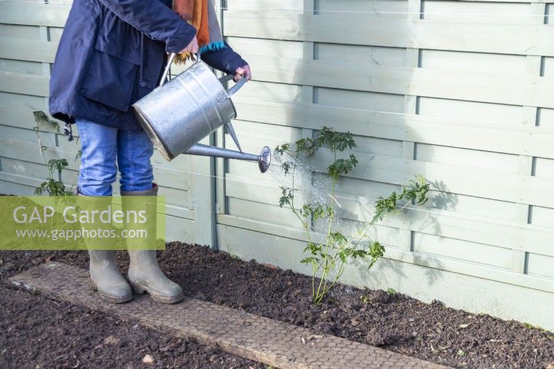 Woman watering newly planted Thornless Blackberry plant