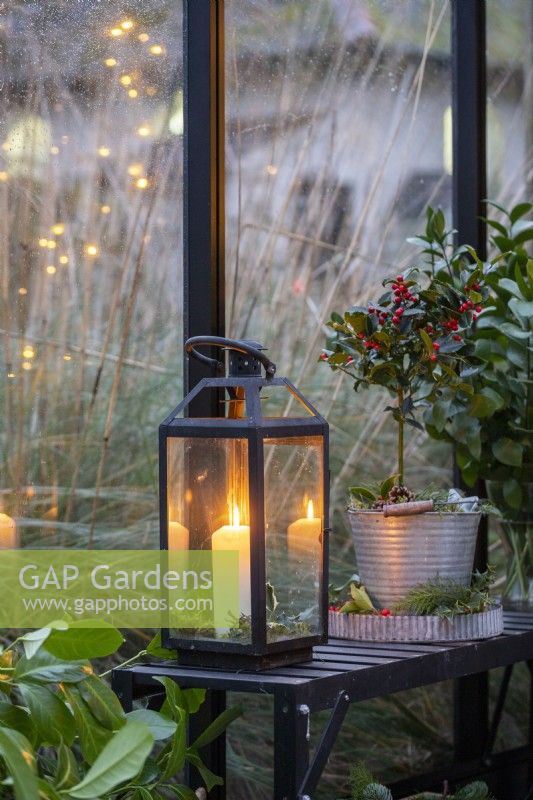 Candle lantern next to small Holly on a bench inside a greenhouse